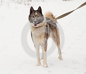 Grey Siberian Laika standing on snow