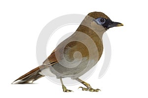 Grey Sided Laughingthrush isolated on white