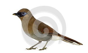 Grey Sided Laughingthrush isolated on white