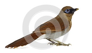 Grey Sided Laughingthrush isolated on white