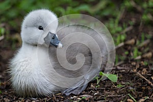 Grey Signet