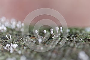 Grey slime mold