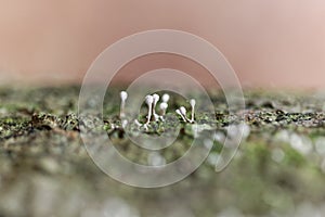 Grey slime mold
