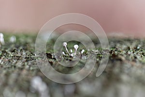 Grey slime mold