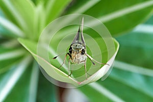 a grey small butterfly perched on the green leaf