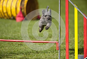 Grey small dog Pumi jumping over obstacle on agility course