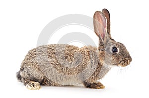 Grey small rabbit