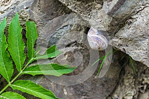Snail on stone