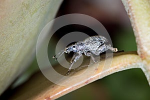 Grey snout beetle curculionidae, Kruger National Park photo