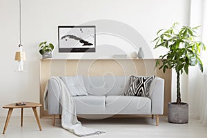 Grey sofa between plant and wooden table in bright living room i