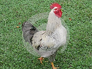 Grey speckled Rooster in Virginia