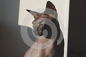 Grey sphynx cat. domestic animal. adorable pet