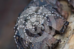 Grey spider on tree bark