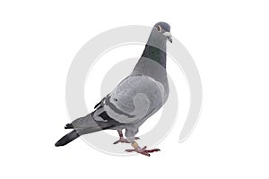 Grey sport pigeon isolated on white