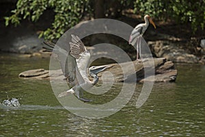 Grey/Spot billed Pelican