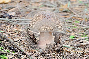 Grey Spotted Amanita