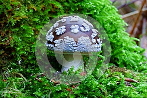 Spotted Amanita mushroom in conifer forest, fall season nature detail