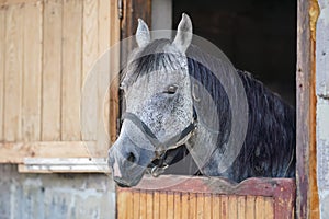 Grey spotted Arabian horse in his wooden stable box - detail on head only