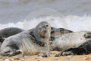 Grey spotty common seal on the beach