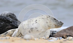 Grey spotty common seal pup on the beach