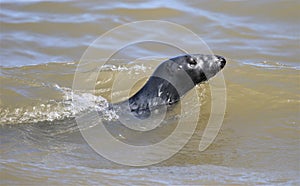 Gris abultado común focas nadar en el mar 