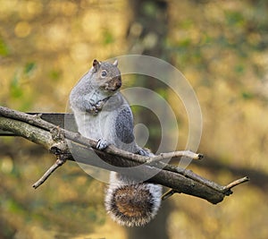 Grey Squirel sitting on a perch.