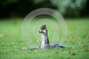 Grey squirell.