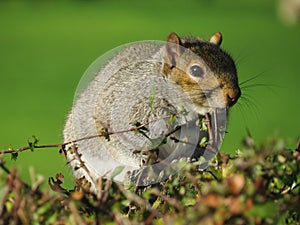 Grey Squirell, Friend or Foe