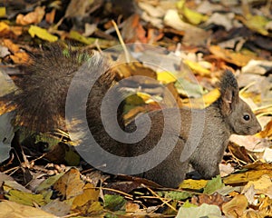 Grey squirell