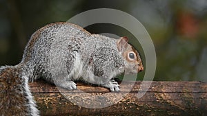 Grey Squirrei sitting on a tree log