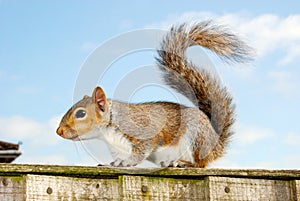 Grey squirrel 1