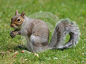 Grey Squirrel photo