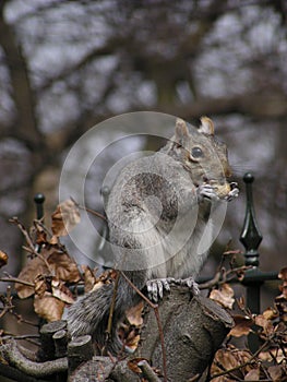 Grey Squirrel