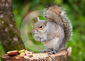 Grey Squirrel