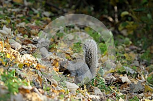 Grey squirrel