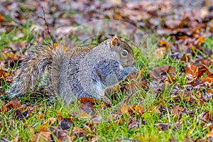 Grey squirrel