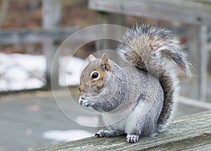 Grey Squirrel