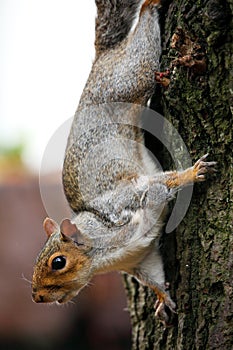 Grey Squirrel