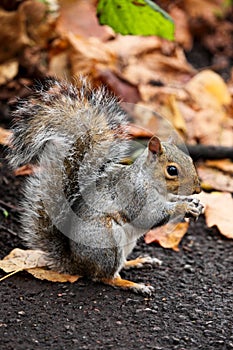 Grey Squirrel