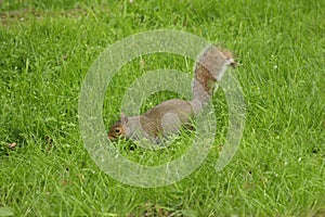 Grey Squirrel