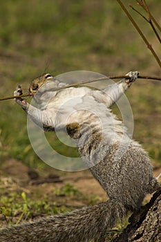 Grey squirrel