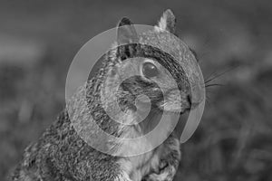 Grey squirrel