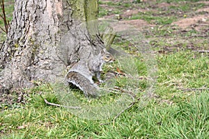 Grey squirrel