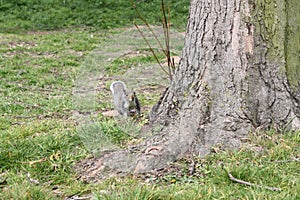 Grey squirrel