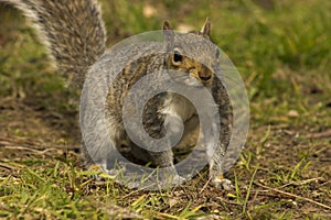 Grey squirrel