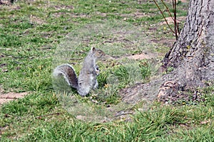 Grey squirrel