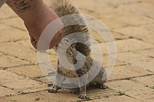 Grey squirrel