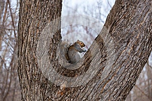 Grey Squirrel.