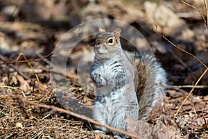 Grey Squirrel.