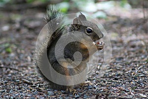 Grey Squirrel